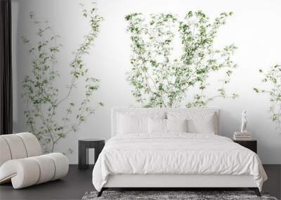 Clematis Lanuginosa creeper tree set, isolated on transparent background. 3D render. Wall mural