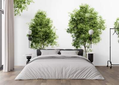 Rosehill white ash trees isolated on transparent background and selective focus close-up. 3D render image. Wall mural