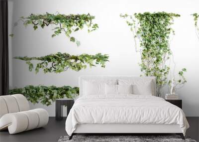 Set of Hedera Canariensis creeper plant, isolated on transparent background. 3D render. Wall mural