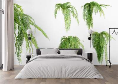 Set of Nephrolepis Biserrata plants, isolated on white background. 3D render. Wall mural