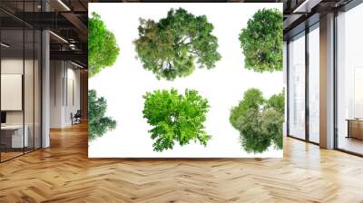 Top view of various types of trees isolated on transparent background. 3D render. Wall mural