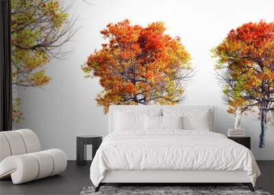 Trident maple tree isolated on transparent background and selective focus close-up. 3D render. Wall mural