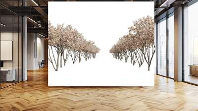 Two rows of flowering apple trees isolated on a transparent background. 3D render. Wall mural