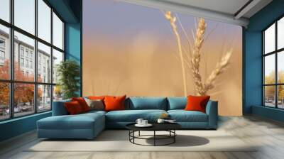 Wheat Seed Heads Wall mural