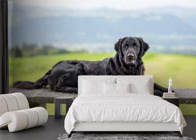 beautiful black flatcoated retriever dog on a bench Wall mural