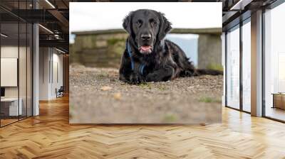 portrait of a beautiful flatcoated retriever dog Wall mural