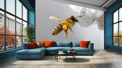 A bee collects honey from a flower Wall mural