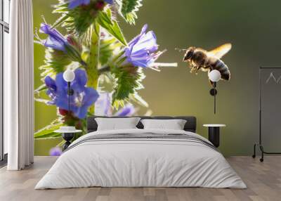 A bee collects honey on blue flowers Wall mural