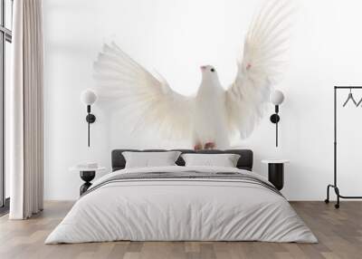 A free flying white dove isolated on a white background Wall mural