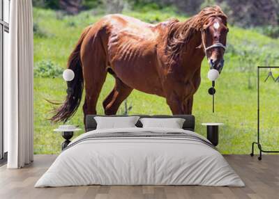 A horse in the pasture on a green lawn Wall mural