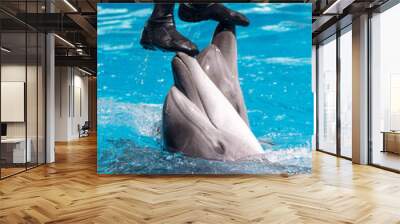 A man stands on two dolphins in a pool Wall mural