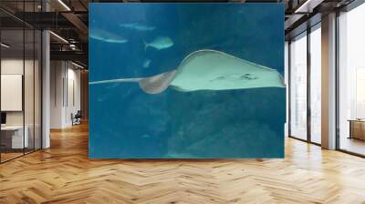 A stingray fish swims in the sea. Photo underwater Wall mural