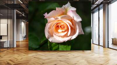 Beautiful rose flower in the park. Wall mural