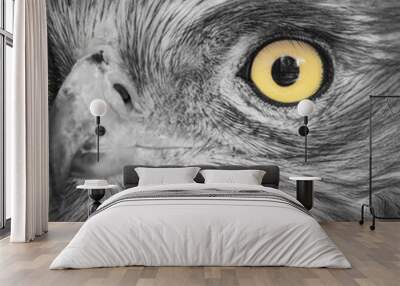 bird hawk nature Wall mural