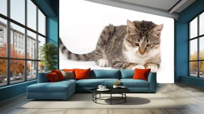 cat on a white background Wall mural