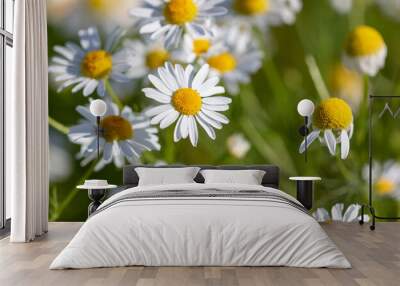 Chamomile flowers in the summer park. Wall mural