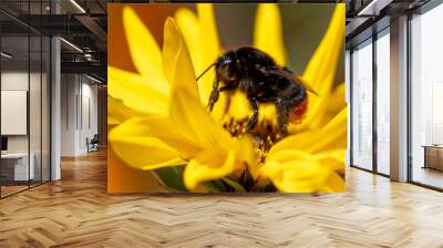 Close-up of a bee on a flower in nature. Wall mural