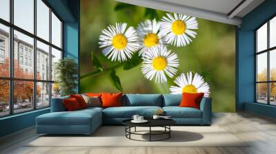 Close-up of white chamomile flowers in nature. Wall mural