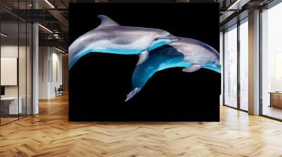 Dolphin isolated on a black background Wall mural