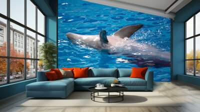 Dolphin swims in the pool. Wall mural