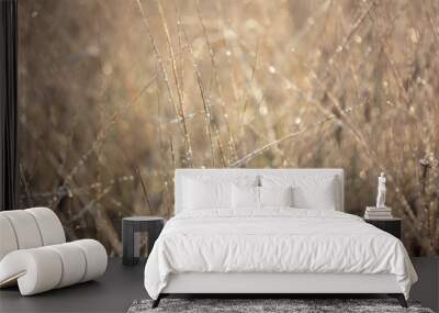 Dry grass in the morning at sunrise Wall mural