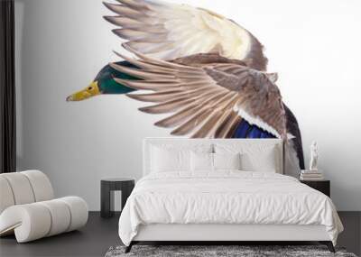 Duck in flight isolated on white background Wall mural