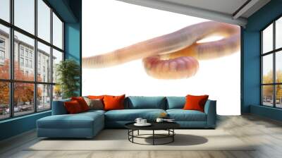 Earthworm on a white background. Wall mural