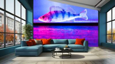 Fish perch swims in the aquarium in blue and pink color Wall mural