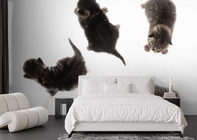 Four newborn kittens isolated on a white background. Wall mural