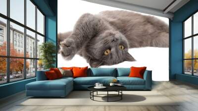 Gray cat isolated on transparent background. Close-up Wall mural