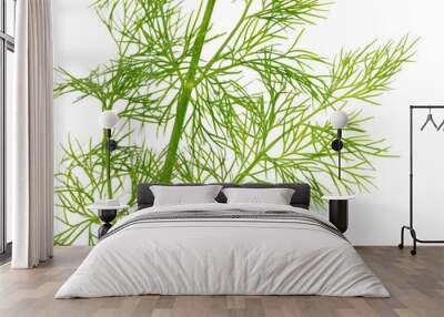 Green dill isolated on a white background. Wall mural