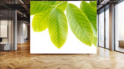 Green leaves isolated on a white Wall mural