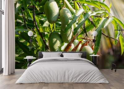 Green mango fruits on a tree in the tropics Wall mural