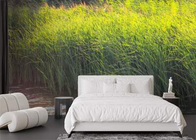 Green reeds grow on the river in summer Wall mural