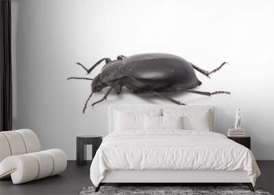 ground beetle Wall mural