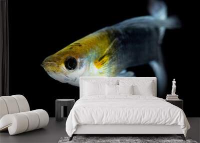 Little fish on a black background Wall mural