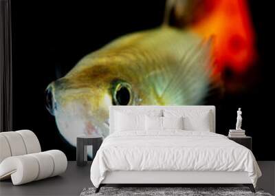 Little fish on a black background Wall mural