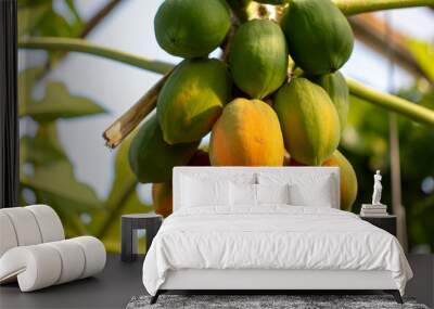 Papaya fruit on a plant. Wall mural