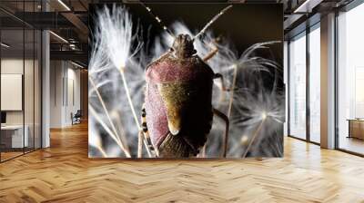 Portrait of a bed bug on a dandelion in nature. Wall mural