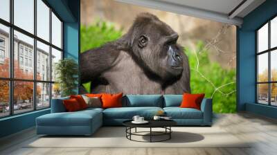 Portrait of a gorilla in the park Wall mural