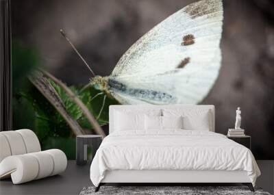 Portrait of a white butterfly in nature. Wall mural