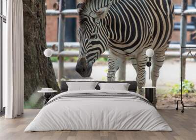 Portrait of a zebra in the zoo Wall mural