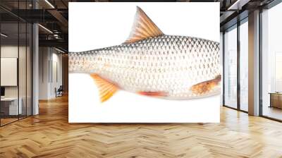 Redfin fish isolated on white background. Wall mural