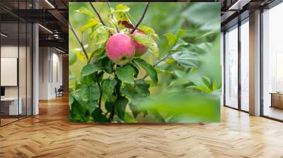 Ripe apples on the branches of a tree in summer. Wall mural