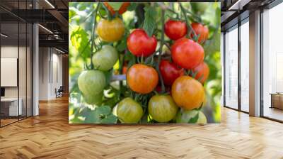 Ripe cherry tomatoes on a plant in the garden Wall mural