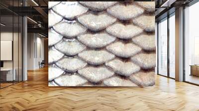 Scales on carp fish as abstract background Wall mural