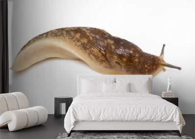 Slug snail on white background Wall mural