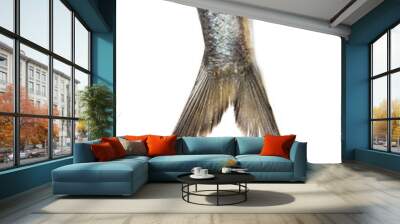 tail herring on white background Wall mural