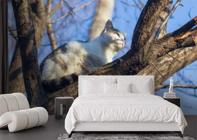 The cat climbed a tree Wall mural