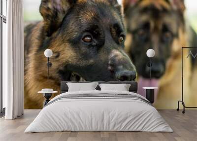 Two dogs of a sheepdog on the nature Wall mural